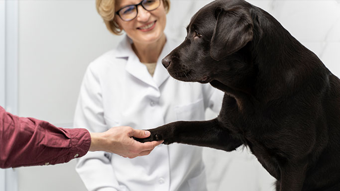 Consultorio veterinario con perro esterilizado