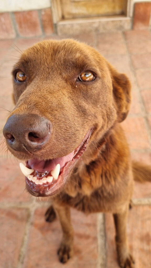 perro de raza criolla color marrón en apamac